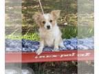 Papillon Mix DOG FOR ADOPTION RGADN-1391098 - Ammoretta/ ADOPTED - Papillon /