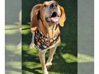 Bloodhound DOG FOR ADOPTION RGADN-1391105 - BAYOU - Bloodhound (medium coat) Dog