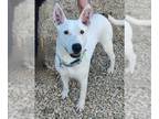 Bull Terrier Mix DOG FOR ADOPTION RGADN-1391106 - STALONE - Bull Terrier / Mixed