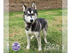 Siberian Husky Mix DOG FOR ADOPTION RGADN-1391111 - NOELLE - Siberian Husky /