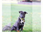 Mastiff Mix DOG FOR ADOPTION RGADN-1391117 - Little Sir - Mastiff / Mixed