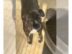 Feist Terrier Mix DOG FOR ADOPTION RGADN-1391120 - Susie - Feist / Mixed Dog For