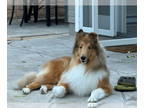 Collie DOG FOR ADOPTION RGADN-1391122 - Rio - Collie (medium coat) Dog For