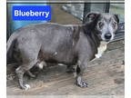 Dachshund Mix DOG FOR ADOPTION RGADN-1391123 - Blueberry *adoption pending -