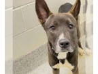 Huskies Mix DOG FOR ADOPTION RGADN-1391126 - PANTHER - Husky / Mixed (short