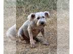 Miniature Schnauzer Mix DOG FOR ADOPTION RGADN-1391132 - DUKE - Miniature
