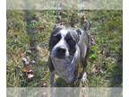 Australian Shepherd Mix DOG FOR ADOPTION RGADN-1391135 - MARS - Australian