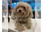 Poodle (Toy) DOG FOR ADOPTION RGADN-1391139 - DOTTIE - Poodle (Toy) (medium