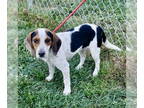 Beagle DOG FOR ADOPTION RGADN-1391143 - Cinnamon 2024 - Beagle (short coat) Dog
