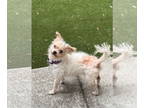 Parson Russell Terrier Mix DOG FOR ADOPTION RGADN-1391144 - Sadie - Parson