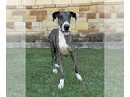 Great Dane DOG FOR ADOPTION RGADN-1391148 - Allie - Great Dane (short coat) Dog