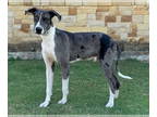 Great Dane DOG FOR ADOPTION RGADN-1391149 - Axel - Great Dane (short coat) Dog