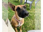 Boxer Mix DOG FOR ADOPTION RGADN-1391150 - Nicole - Shepherd / Boxer / Mixed