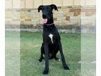 Great Dane DOG FOR ADOPTION RGADN-1391151 - Asher - Great Dane (short coat) Dog