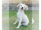 Poodle (Miniature) Mix DOG FOR ADOPTION RGADN-1391153 - Lilly - Poodle