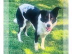 Border Collie DOG FOR ADOPTION RGADN-1391159 - Lexie - Border Collie (medium