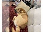 Chinese Shar-Pei DOG FOR ADOPTION RGADN-1391160 - HELEN - Chinese Shar-Pei