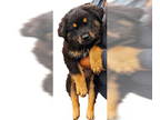 Rottweiler Mix DOG FOR ADOPTION RGADN-1391164 - Yogi Bear - Rottweiler /