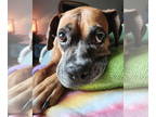 Boxer DOG FOR ADOPTION RGADN-1391165 - Roxy - Boxer (short coat) Dog For