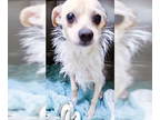 Norwich Terrier Mix DOG FOR ADOPTION RGADN-1391167 - Arrow - Norwich Terrier /