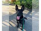 Dutch Shepherd Mix DOG FOR ADOPTION RGADN-1391171 - Duke A427772 - Dutch