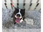 Australian Kelpie DOG FOR ADOPTION RGADN-1391175 - Kit A415398 - Australian