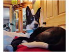 Border Collie-Collie Mix DOG FOR ADOPTION RGADN-1391184 - Ohni - Border Collie /