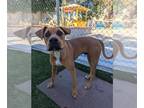 Rhodesian Ridgeback Mix DOG FOR ADOPTION RGADN-1391188 - RED - Rhodesian