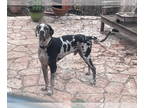 Great Dane DOG FOR ADOPTION RGADN-1391192 - Bruce - Great Dane Dog For Adoption