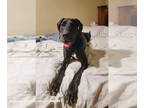 Great Dane DOG FOR ADOPTION RGADN-1391193 - Junebug Midnight - Great Dane Dog
