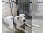Great Pyrenees Mix DOG FOR ADOPTION RGADN-1391195 - Jonathan - Great Pyrenees /