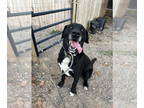 Labrador Retriever Mix DOG FOR ADOPTION RGADN-1391198 - Max - Labrador Retriever