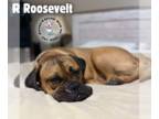 Boxer-Mastiff Mix DOG FOR ADOPTION RGADN-1391201 - Roosevelt - Mastiff / Boxer /