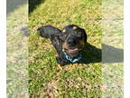 Rottweiler DOG FOR ADOPTION RGADN-1391213 - Moose - Rottweiler Dog For Adoption