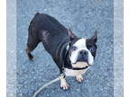 Boston Terrier DOG FOR ADOPTION RGADN-1391216 - Aggie - Boston Terrier Dog For