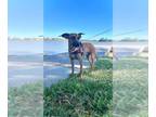 Redbone Coonhound Mix DOG FOR ADOPTION RGADN-1391219 - C58-24 Daisy - Redbone