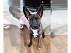 Boxer Mix DOG FOR ADOPTION RGADN-1391221 - Frankie - Cattle Dog / Boxer / Mixed