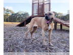 Mastiff Mix DOG FOR ADOPTION RGADN-1391225 - Mahalo - Mastiff / Mixed Dog For