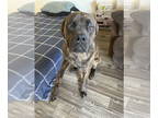 Mastiff DOG FOR ADOPTION RGADN-1391226 - Duke - Mastiff Dog For Adoption