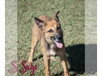Australian Shepherd Mix DOG FOR ADOPTION RGADN-1391230 - Sage - Australian