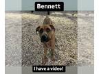 Boxer-German Shepherd Dog Mix DOG FOR ADOPTION RGADN-1391234 - *BENNETT - German