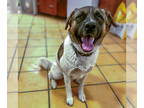 Great Pyrenees Mix DOG FOR ADOPTION RGADN-1391244 - Dwight - Great Pyrenees /