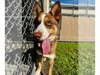 Huskies Mix DOG FOR ADOPTION RGADN-1391247 - SPOOK - Husky / Mixed (medium coat)