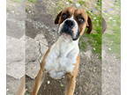Boxer DOG FOR ADOPTION RGADN-1391249 - Julius - Boxer (short coat) Dog For