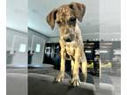 Great Dane-Labrador Retriever Mix DOG FOR ADOPTION RGADN-1391251 - Cinnamon -