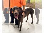 Great Dane DOG FOR ADOPTION RGADN-1391255 - Choco - Big Handsome Boy!