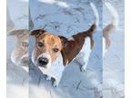 Basset Hound Mix DOG FOR ADOPTION RGADN-1391257 - Major - Major Cutie reporting