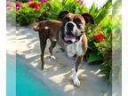 Boxer DOG FOR ADOPTION RGADN-1391259 - Nash - Boxer Dog For Adoption
