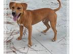 Labrador Retriever Mix DOG FOR ADOPTION RGADN-1391260 - Crash - Cute Pup!