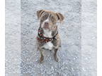 German Shorthaired Pointer Mix DOG FOR ADOPTION RGADN-1391273 - Noelle - German